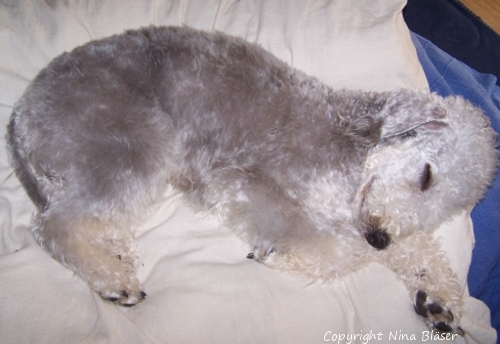 Alanus 27092006-2.jpg